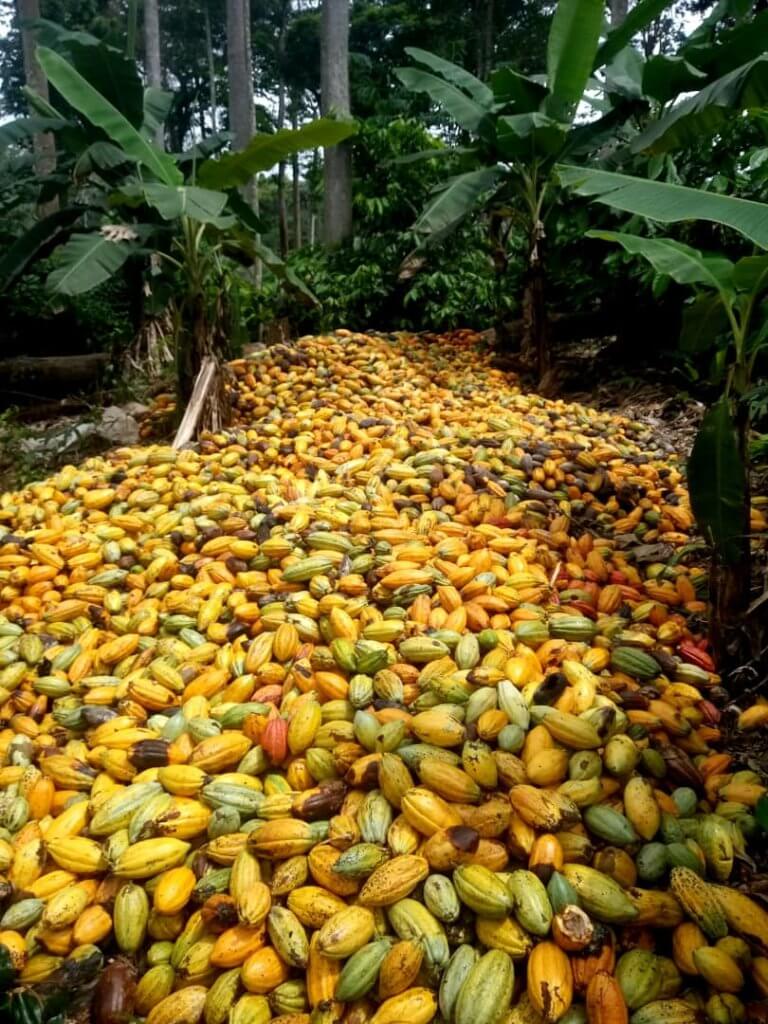 Bibamba chocolate farm in Cameroon