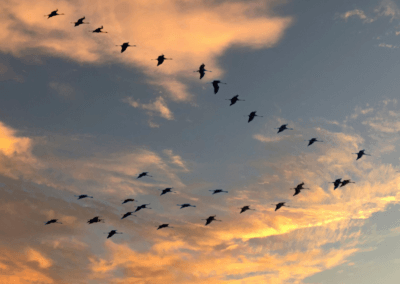 Shabbat Shalom: The Bird and Its Wings