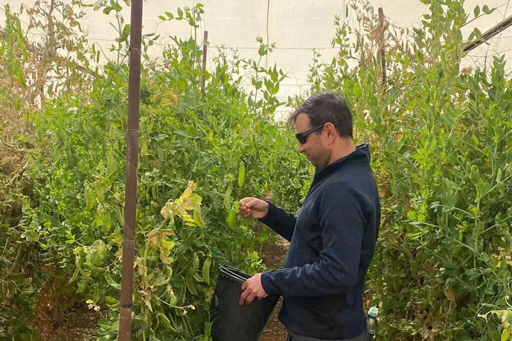 Picking snow peas on the YAD March 2024 Israel Mission